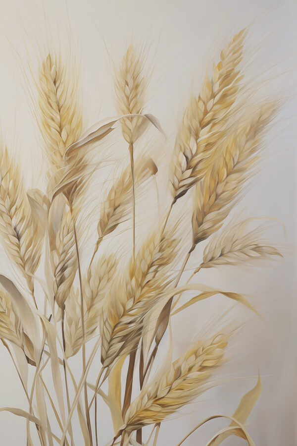 Painting of wheat on a white background Painting of wheat on a white background