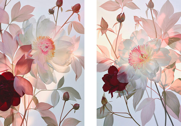Soft blooms in delicate hues Soft blooms in delicate hues