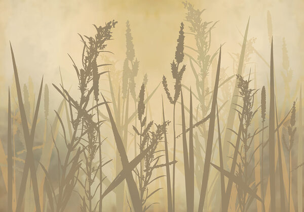 Tall grass in a foggy field