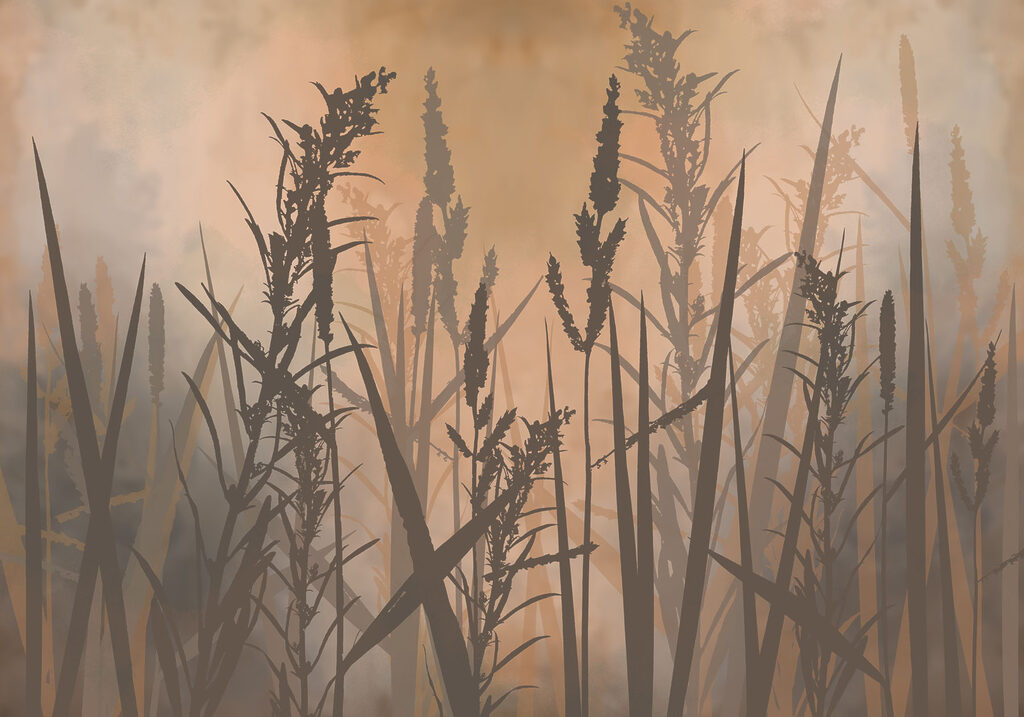 Tall grass in a foggy field