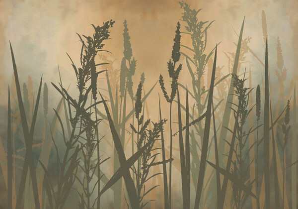 Tall grass in a foggy field